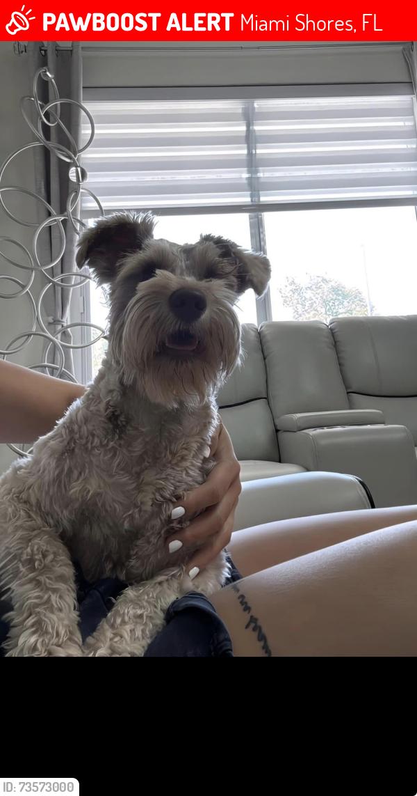 Lost Female Dog last seen Near st y la 11 av, Miami Shores, FL 33150