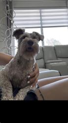 Lost Female Dog last seen Near st y la 11 av, Miami Shores, FL 33150