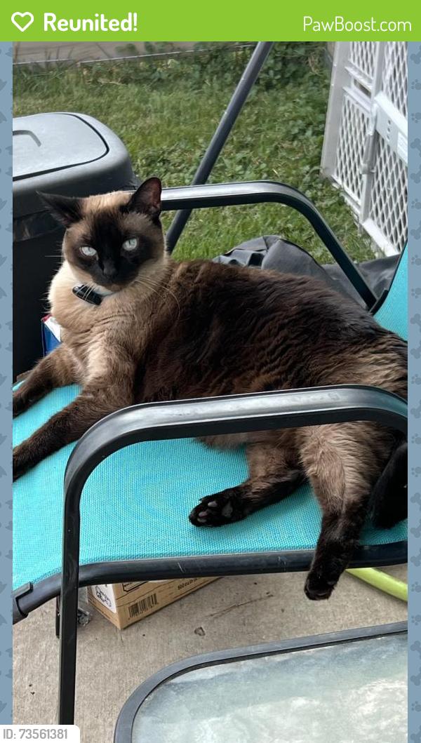 Reunited Female Cat last seen Mansions of Prosper, McKinney, TX 75071
