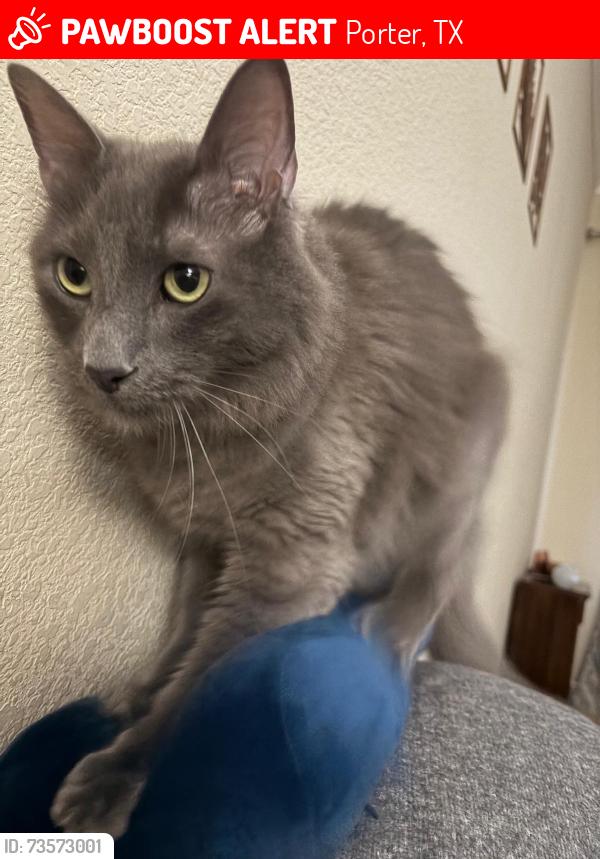 Lost Male Cat last seen Auburn Trails at Oakhurst in Porter, Porter, TX 77365