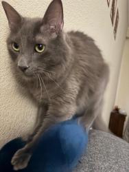 Lost Male Cat last seen Auburn Trails at Oakhurst in Porter, Porter, TX 77365