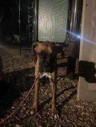 Found/Stray Male Dog last seen Towne Lake, McKinney, TX 75070