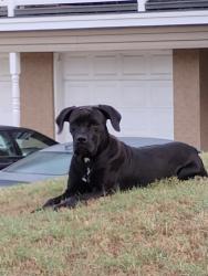 Found/Stray Female Dog last seen Peavy Road and Kilarney Drive, Dallas, TX 75218