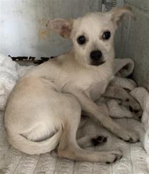 Shelter Stray Male Dog last seen FRANKLIN BLVD & MEADOWGATE DR, 2127 Front St, Sacramento, CA 95818, USA
