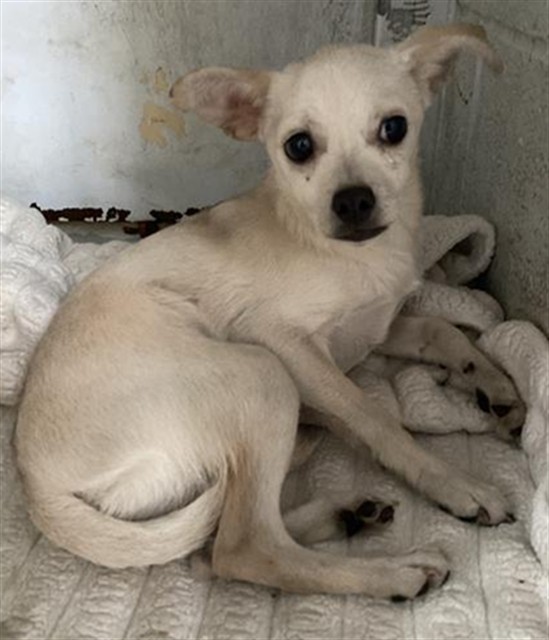 Shelter Stray Male Dog last seen FRANKLIN BLVD & MEADOWGATE DR, 2127 Front St, Sacramento, CA 95818, USA