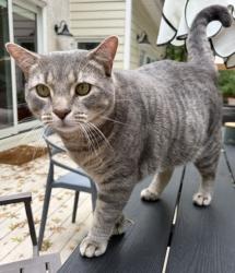 Reunited Male Cat last seen Near Stonebridge and Brushtown, Gwynedd Valley, PA 19002