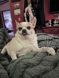Lost Male Dog last seen Typo creek and 229th Ave, Stacy, MN 55079