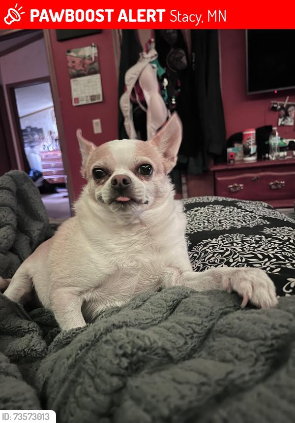 Lost Male Dog last seen Typo creek and 229th Ave, Stacy, MN 55079