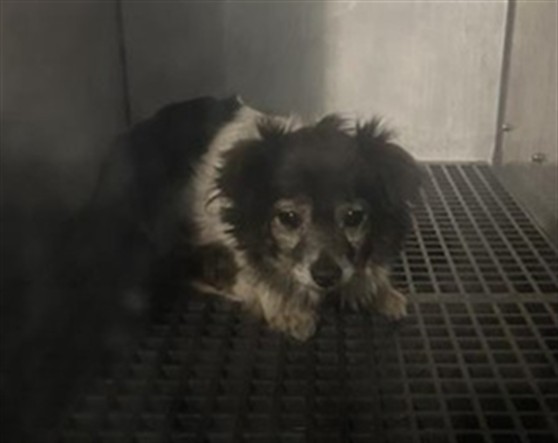 Shelter Stray Male Dog last seen ELLIOTT SPRINGS DR / STILLWAGON ST, 9150 Union Park Way, Elk Grove, CA 95624, USA