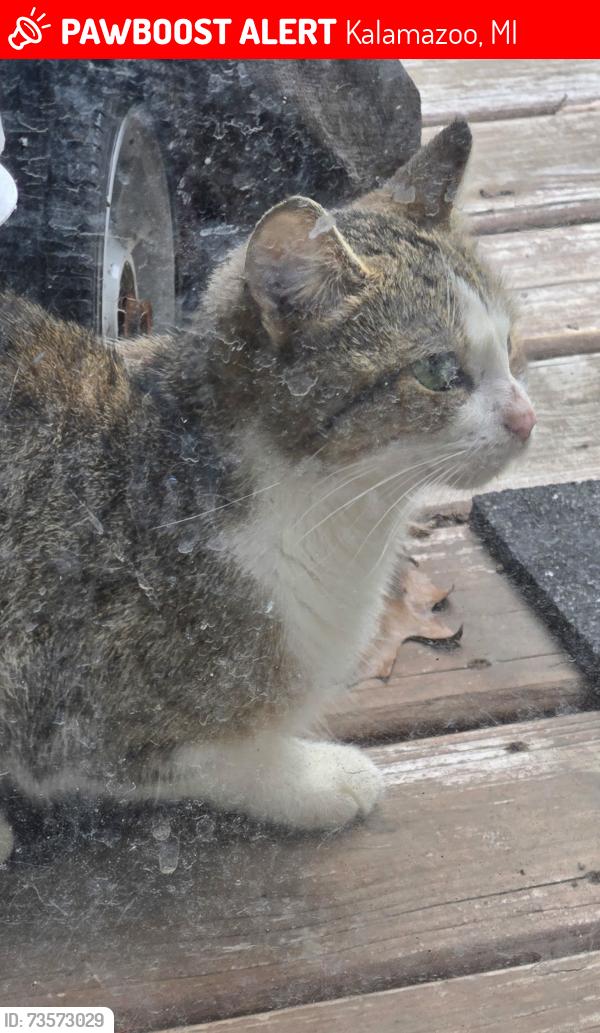 Lost Female Cat last seen Espanola and Virginia, Kalamazoo, MI 49004