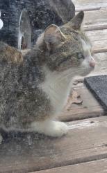 Lost Female Cat last seen Espanola and Virginia, Kalamazoo, MI 49004