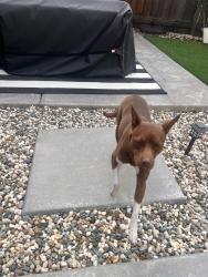 Reunited Female Dog last seen Summerfield, Antioch, CA 94531