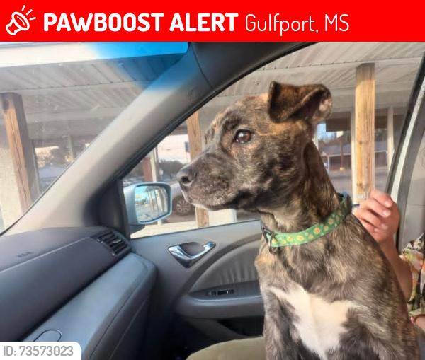 Lost Female Dog last seen 29th Avenue, Hancock Whitney Bank, Magnolia Clay Products, Amtark Station , and Meridian, Gulfport, MS 39501