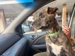 Lost Female Dog last seen 29th Avenue, Hancock Whitney Bank, Magnolia Clay Products, Amtark Station , and Meridian, Gulfport, MS 39501