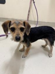 Shelter Stray Female Dog last seen CUSHING / NORTHPORT, 1950 Stevenson Blvd, Fremont, CA 94538, USA