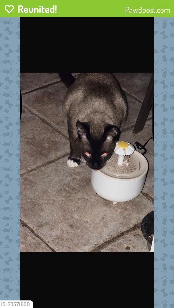 Reunited Male Cat last seen Boulder woods, Southchase, FL 32824