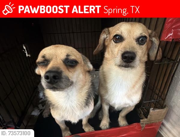 Lost Male Dog last seen Home, Spring, TX 77373