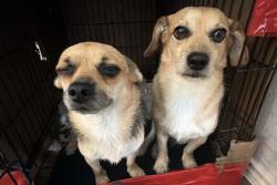 Lost Male Dog last seen Home, Spring, TX 77373