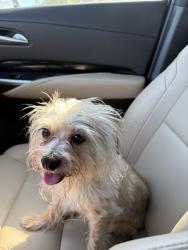 Lost Female Dog last seen Walmart gas station in porter, Porter, TX 77365
