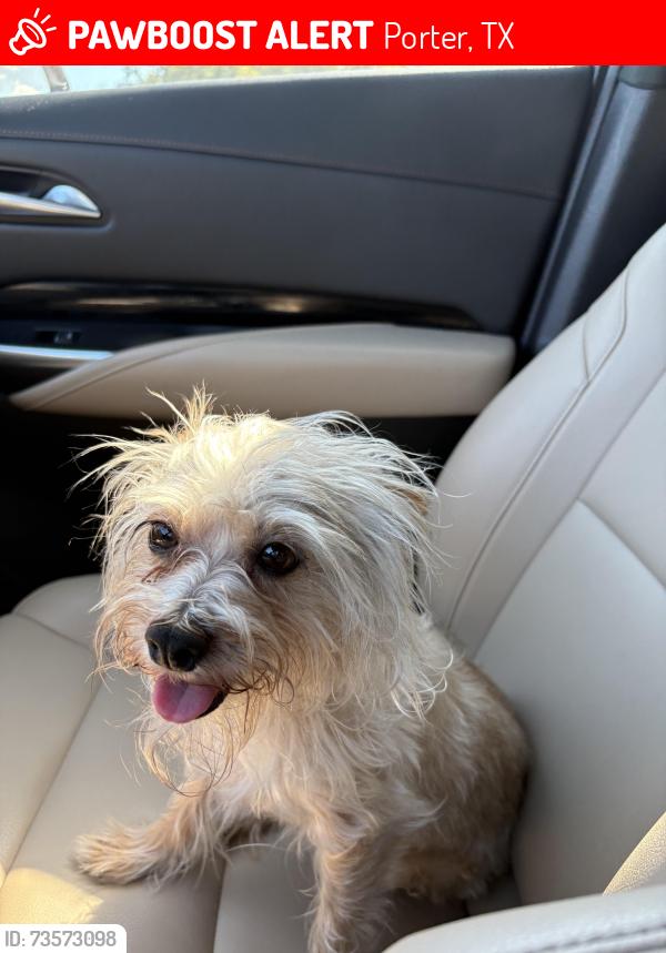 Lost Female Dog last seen Walmart gas station in porter, Porter, TX 77365