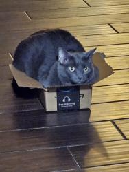 Lost Female Cat last seen Kirkfair, Houston, TX 77089