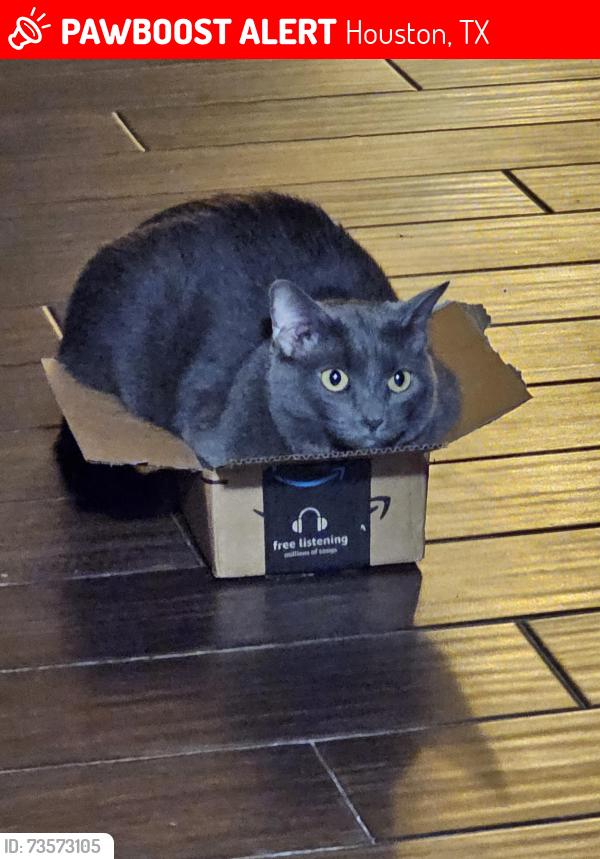 Lost Female Cat last seen Kirkfair, Houston, TX 77089