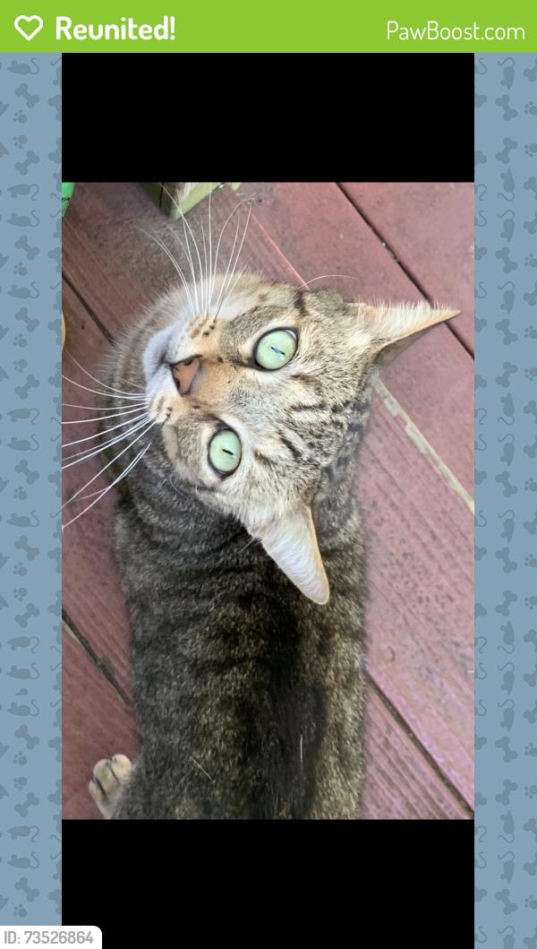 Reunited Male Cat last seen Brookrun Cir & Belle Ave, Roanoke, VA 24012
