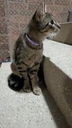 Found/Stray Unknown Cat last seen Central & North ave, Chicago, IL 60651