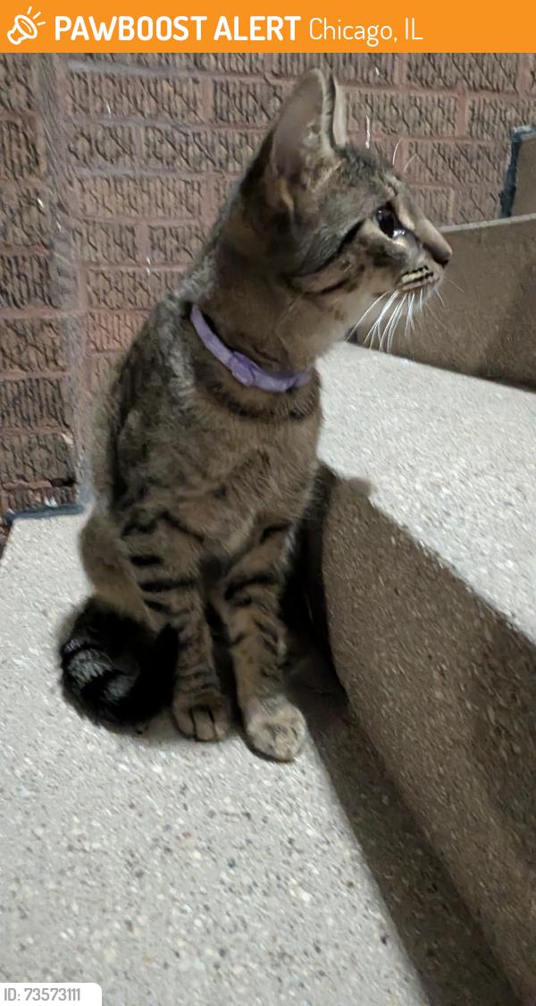 Found/Stray Unknown Cat last seen Central & North ave, Chicago, IL 60651