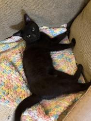 Found/Stray Male Cat last seen Sandra and barry, Northlake, IL 60164