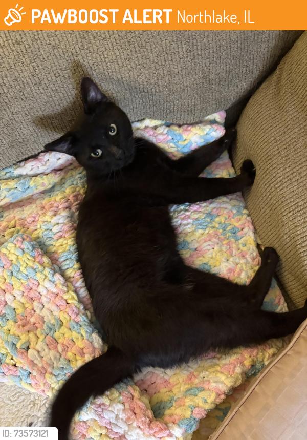Found/Stray Male Cat last seen Sandra and barry, Northlake, IL 60164