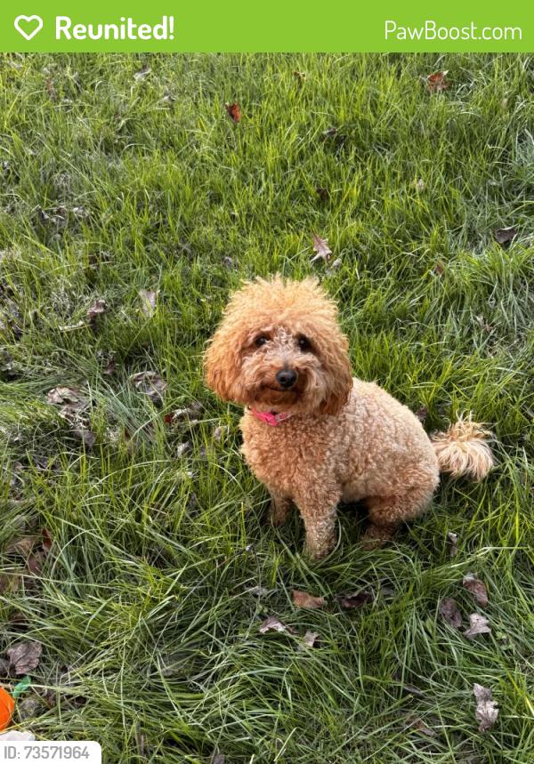 Reunited Female Dog last seen Hills presbyterian, Pilot Mountain, NC 27041