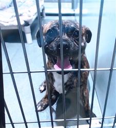 Shelter Stray Male Dog last seen SILLIMAN / SILVER, 1419 Bryant St, San Francisco, CA 94103, USA