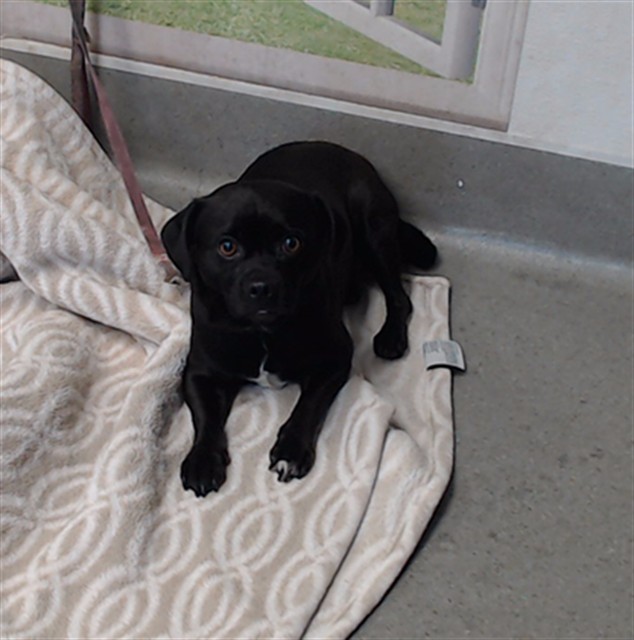 Shelter Stray Male Dog last seen SILLIMAN / SILVER, 1419 Bryant St, San Francisco, CA 94103, USA