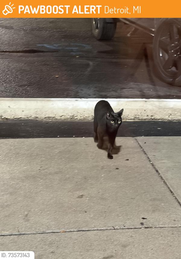 Found/Stray Unknown Cat last seen Near Vernor Hwy, Detroit, MI 48209, Estados Unidos, Detroit, MI 48209