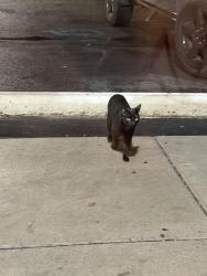 Found/Stray Unknown Cat last seen Near Vernor Hwy, Detroit, MI 48209, Estados Unidos, Detroit, MI 48209