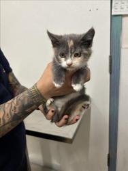 Shelter Stray Female Cat last seen OLIVER DR/ W TENNYSON, 16 Barnes Ct, Hayward, CA 94544, USA