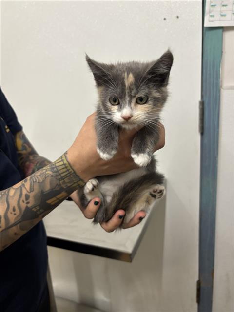 Shelter Stray Female Cat last seen OLIVER DR/ W TENNYSON, 16 Barnes Ct, Hayward, CA 94544, USA