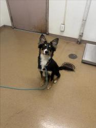 Shelter Stray Female Dog last seen DICKENS, 16 Barnes Ct, Hayward, CA 94544, USA