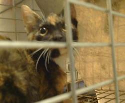 Shelter Stray Unknown Cat last seen LARCHMONT DR/TURNER DR, 95660, 3839 Bradshaw Rd, Sacramento, CA 95827, USA