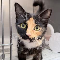 Shelter Stray Female Cat last seen Near WI-138, Stoughton, City of, WI, 5132 Voges Rd, Madison, WI 53718, USA