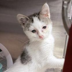 Shelter Stray Female Cat last seen Malone Rd, Mt. Horeb, Village of, WI, 5132 Voges Rd, Madison, WI 53718, USA