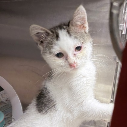 Shelter Stray Female Cat last seen Malone Rd, Mt. Horeb, Village of, WI, 5132 Voges Rd, Madison, WI 53718, USA