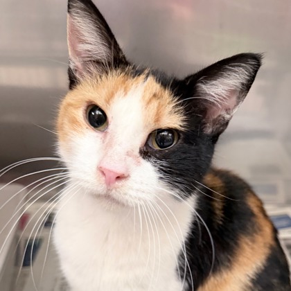 Shelter Stray Female Cat last seen Glenway Rd, Oregon, Town of, WI, 5132 Voges Rd, Madison, WI 53718, USA