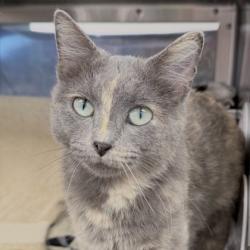 Shelter Stray Female Cat last seen Alder Way, Sun Prairie High School, Sun Prairie, City of, WI, 5132 Voges Rd, Madison, WI 53718, USA