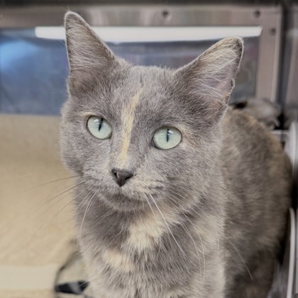 Shelter Stray Female Cat last seen Alder Way, Sun Prairie High School, Sun Prairie, City of, WI, 5132 Voges Rd, Madison, WI 53718, USA