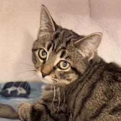 Shelter Stray Female Cat last seen Near Heritage Ln, Sun Prairie, City of, WI, 5132 Voges Rd, Madison, WI 53718, USA