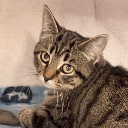 Shelter Stray Female Cat last seen Near Heritage Ln, Sun Prairie, City of, WI, 5132 Voges Rd, Madison, WI 53718, USA