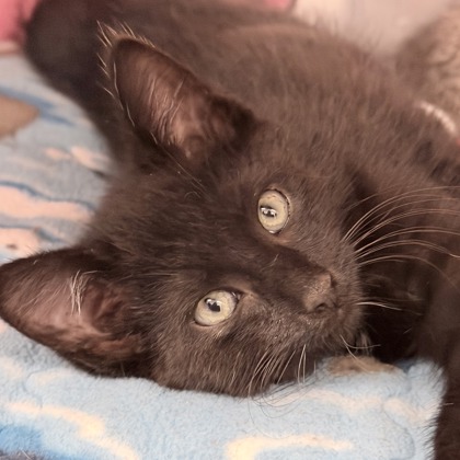 Shelter Stray Male Cat last seen Near Carling Drive, Madison 10, City of, WI, 5132 Voges Rd, Madison, WI 53718, USA