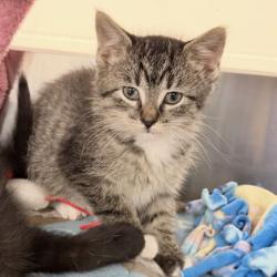 Shelter Stray Female Cat last seen Near Carling Drive, Madison 10, City of, WI, 5132 Voges Rd, Madison, WI 53718, USA